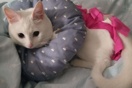 猫咪喜欢睡枕头原因,猫咪为啥爱睡主人的枕头