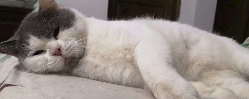 猫皮下有疙瘩怎么回事
