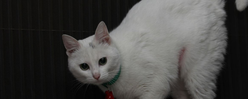 猫咪配完种回来为什么总叫