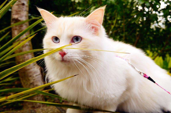 猫一天能吃几只虾