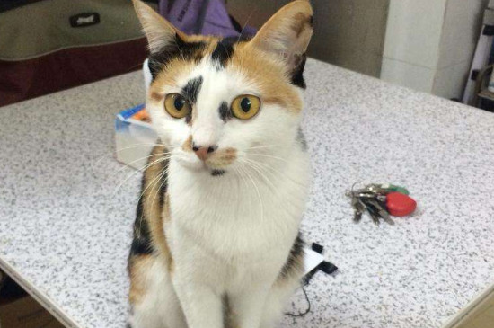 土猫要打疫苗吗