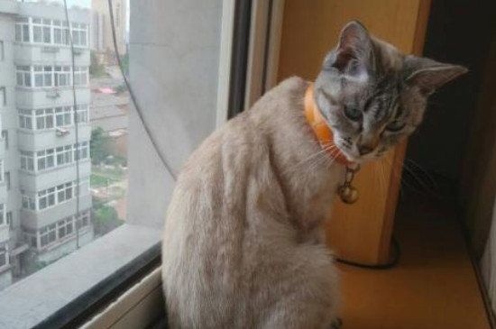 猫猫不拉屎是怎么回事