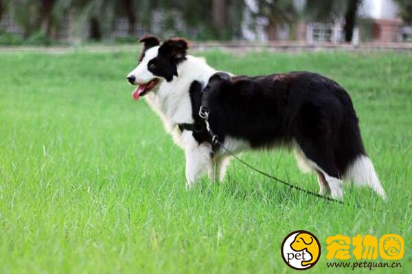 边境牧羊犬好吗，边牧该怎么训练比较好