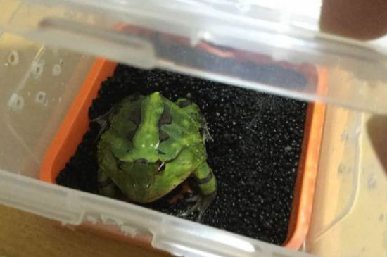 新买的宠物蛙不吃食怎么办