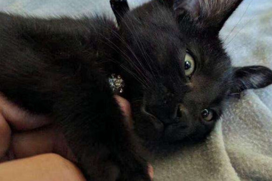 养玄猫适合什么人养