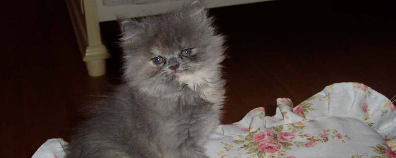 养波斯猫的缺点