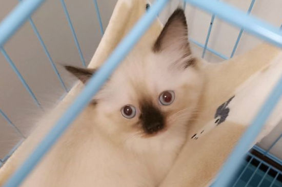 猫眼皮红肿
