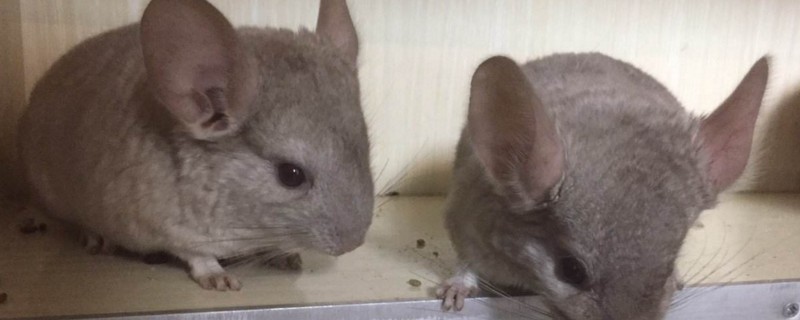 龙猫不会洗澡怎么办