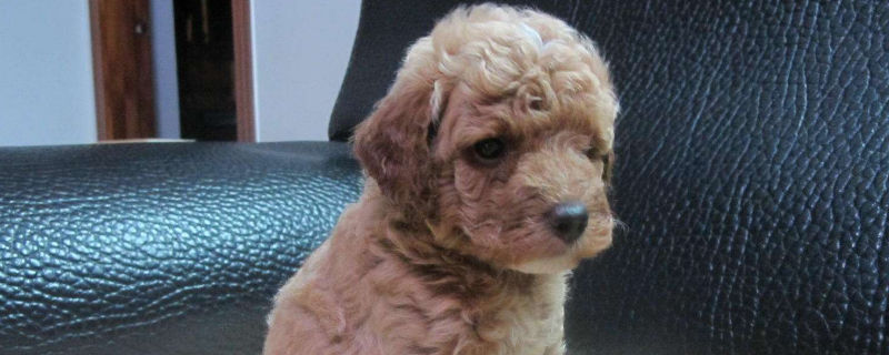 贵宾犬掉毛吗