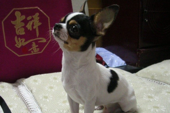 吉娃娃犬几个月定型