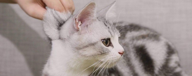猫咪靠什么分辨主人