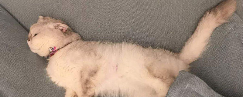 折耳猫站立是因为疼吗