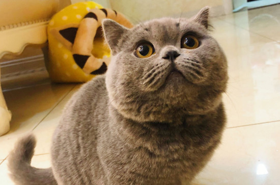 猫绝育后频繁吐黄水