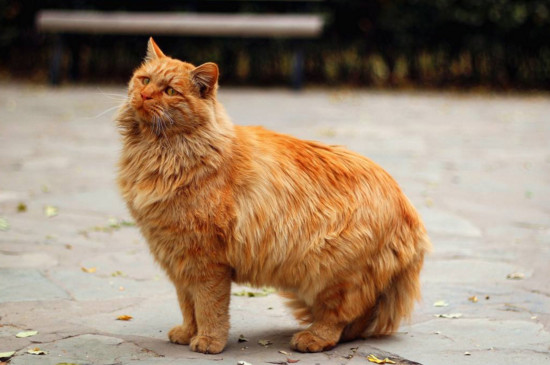 流浪猫受伤了怎么处理