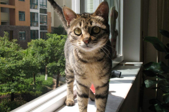 猫咪摔了以后一直趴着