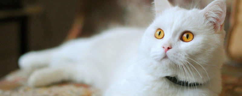 猫为什么总看窗外