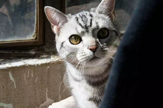 被陌生猫亲近什么预兆
