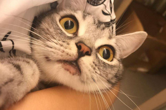 猫砂除臭小技巧