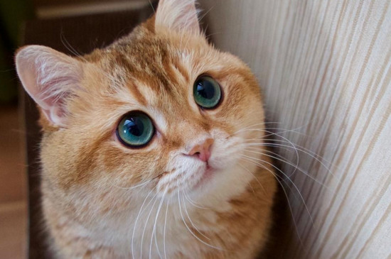 猫舌头发黑