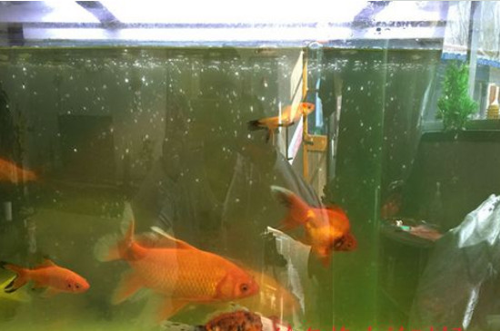 鱼缸水有泡沫怎么回事