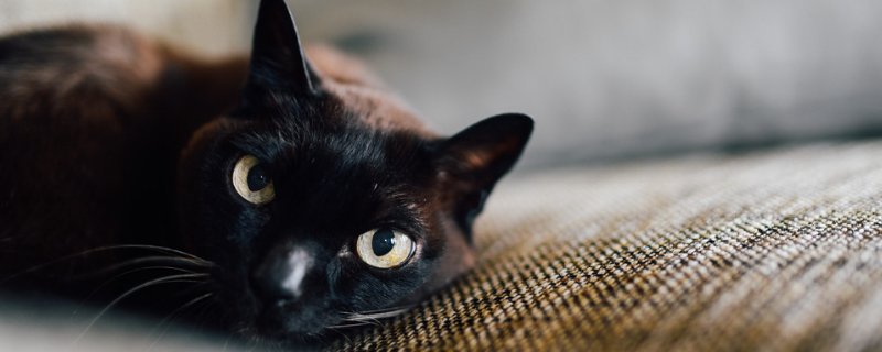 猫软便带血
