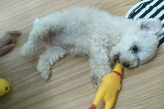 比熊幼犬一天喂几次