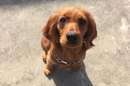 英卡犬为什么没尾巴
