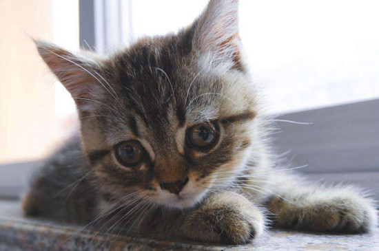 小猫刚到家躲起来