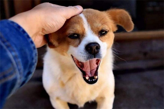 狗狗打完狂犬疫苗多久能出门