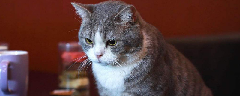 新猫老猫适应多久