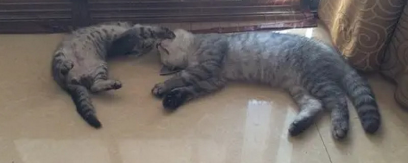 公猫体型比母猫大吗