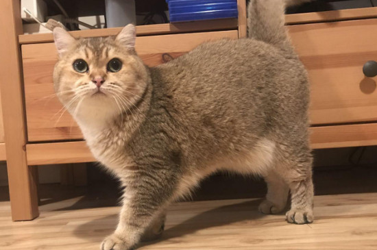 16磅猫粮可以吃多久