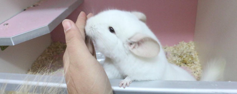 龙猫下崽注意什么