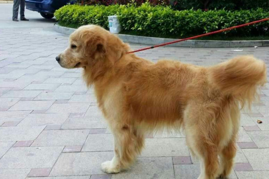 金毛睡觉呼吸急促