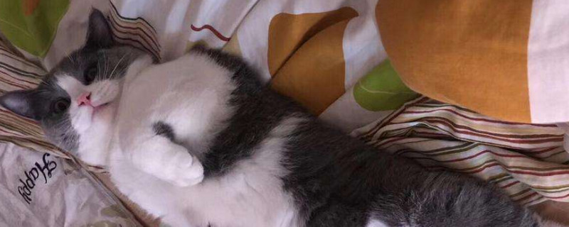 公猫绝育就不发腮了吗