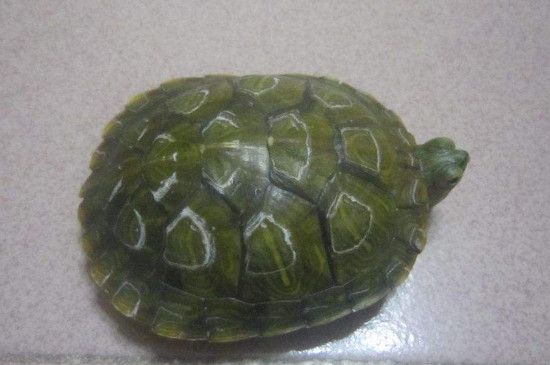 乌龟壳变软怎么就死了