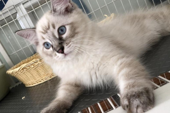 猫咪拉稀但精神很好怎么回事
