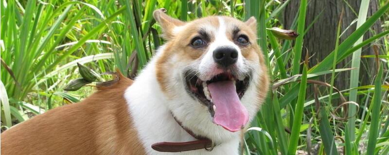 狗伸舌头喘气什么意思