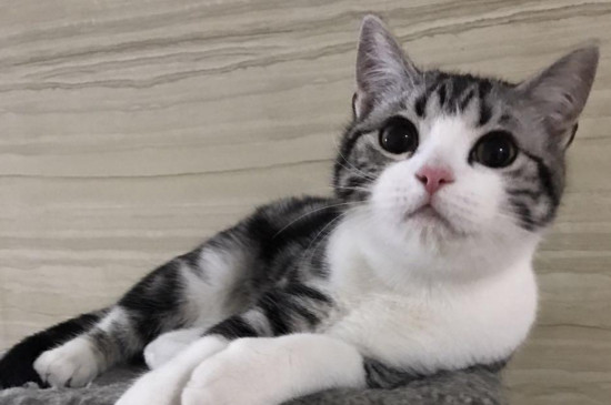 猫突然开始乱尿