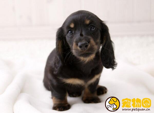 怎样教狗狗面壁思过，做错事后让它们自觉认识到错误