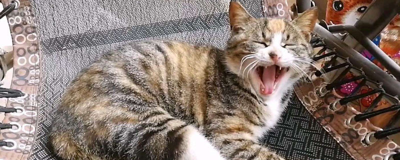 为什么说狸花猫有邪性