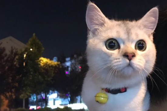 猫能喝酸奶吗