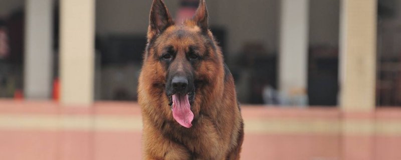 家养大型犬养什么合适