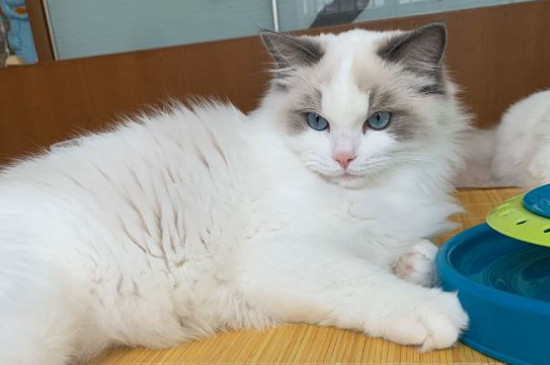 猫到新环境会叫吗