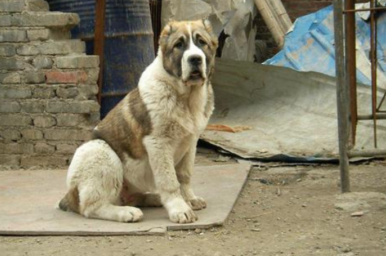 中亚犬几个月就凶了
