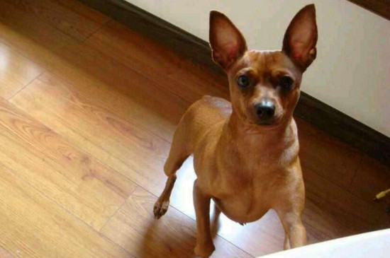 小鹿犬掉毛吗