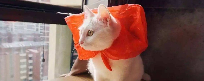 养猫装哪种纱窗