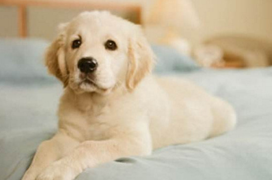 金毛幼犬身上痒怎么办