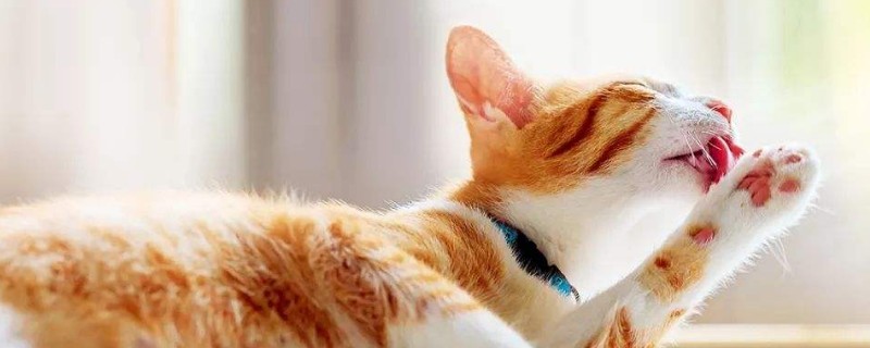 为什么养猫