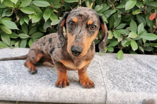 腊肠犬多大不会调皮
